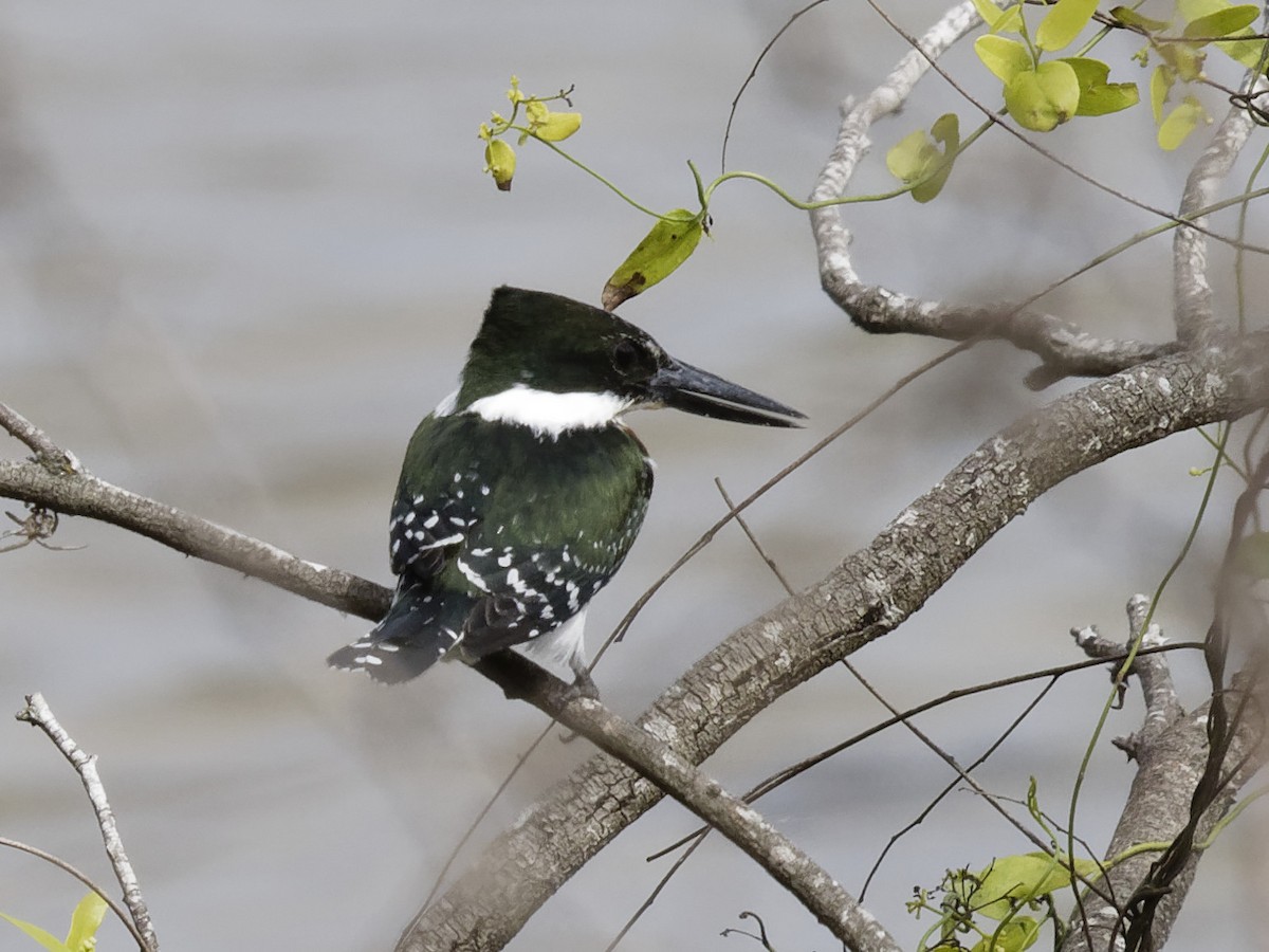 Green Kingfisher - Dina Perry