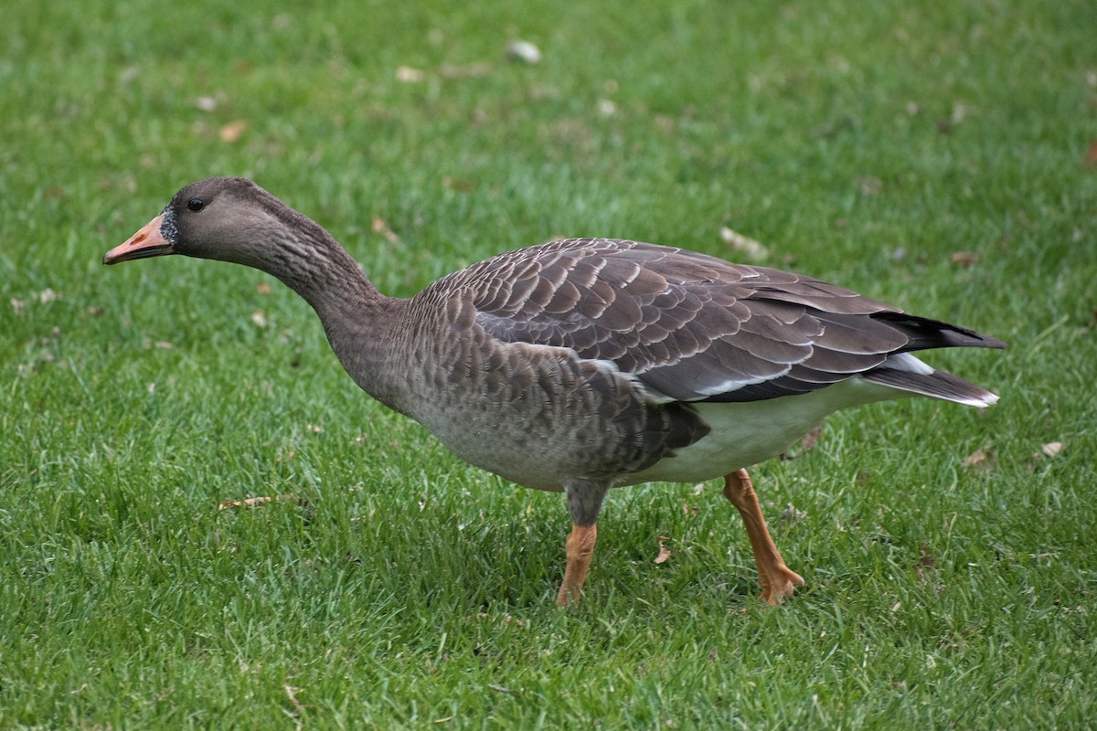Greater White-fronted Goose - ML181770141