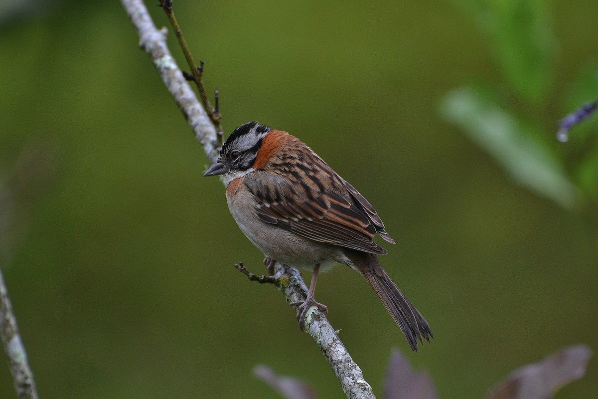Rufous-collared Sparrow - Fábio Luís Mello