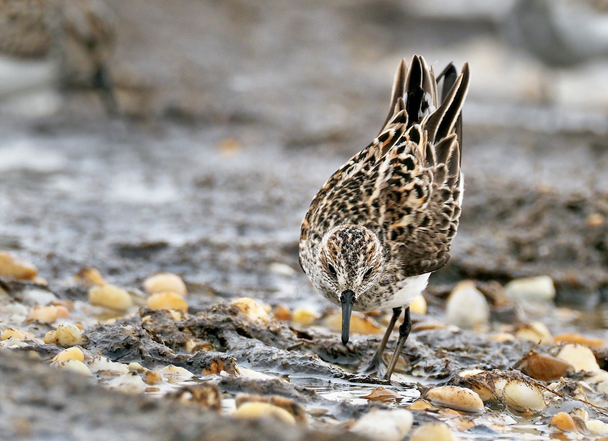 Semipalmated Sandpiper - Andrew Spencer