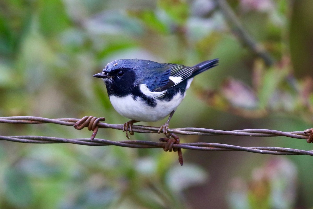 Black-throated Blue Warbler - Jeremy Nance