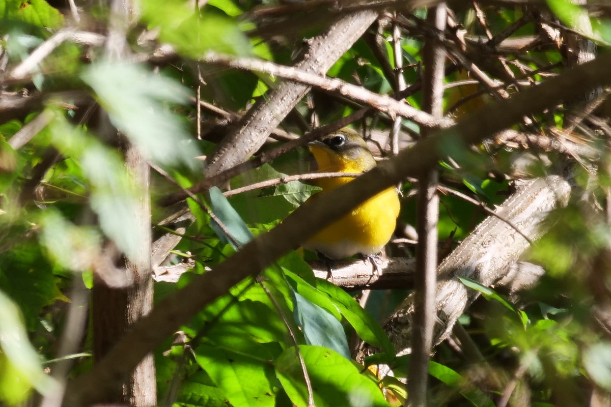 Yellow-breasted Chat - Russ Smiley