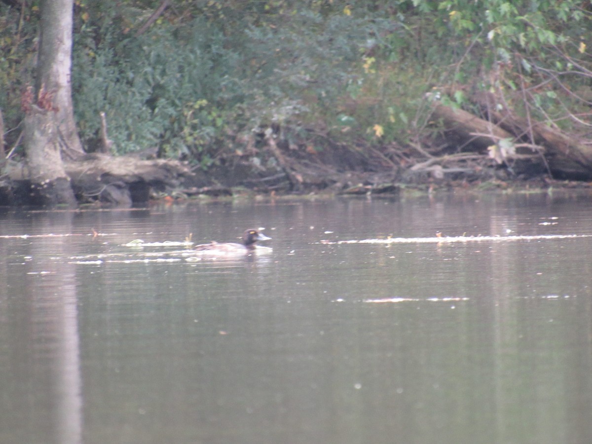 Greater Scaup - ML181784481