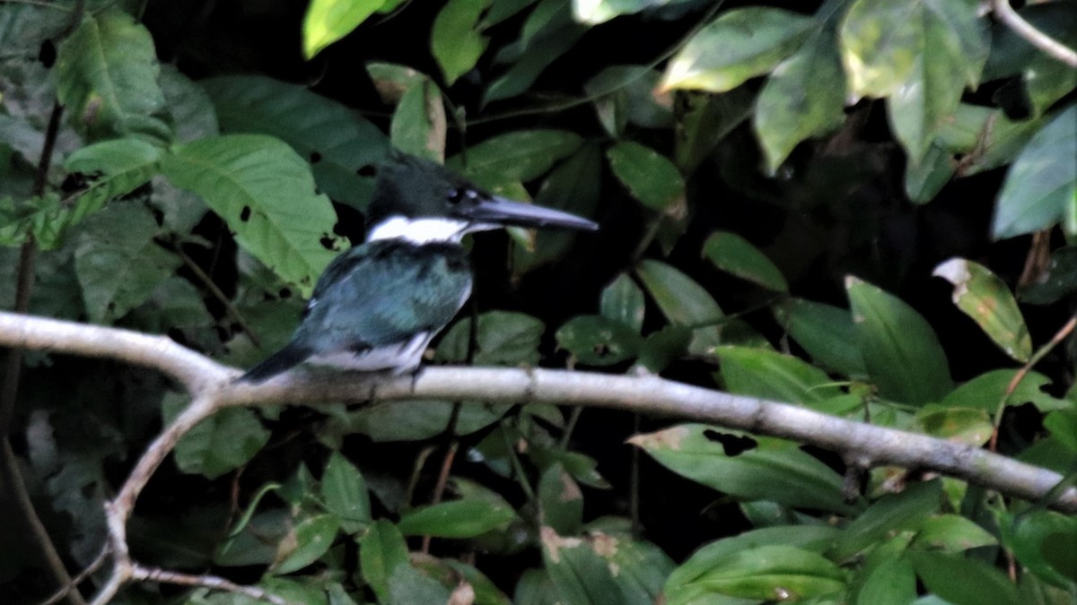 Green Kingfisher - Doug Kibbe