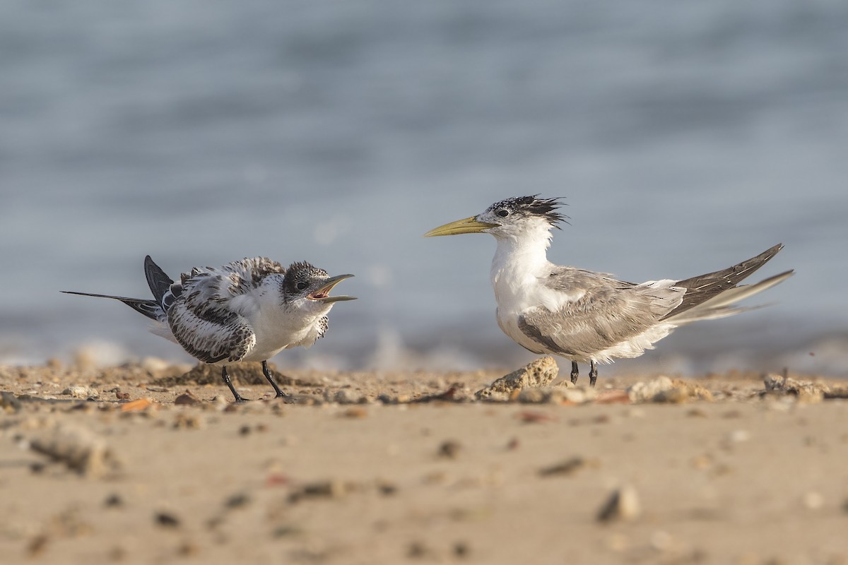 Great Crested Tern - ML181785441