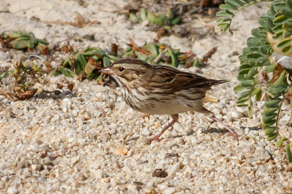 Savannah Sparrow (Savannah) - ML181788251