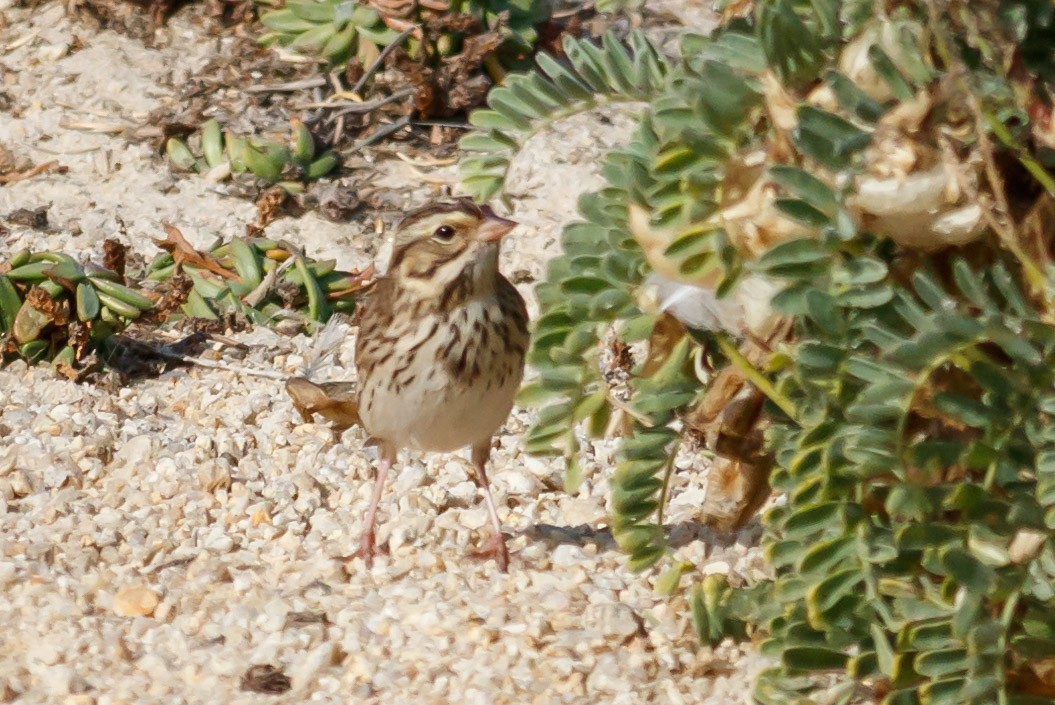 Savannah Sparrow (Savannah) - ML181788381