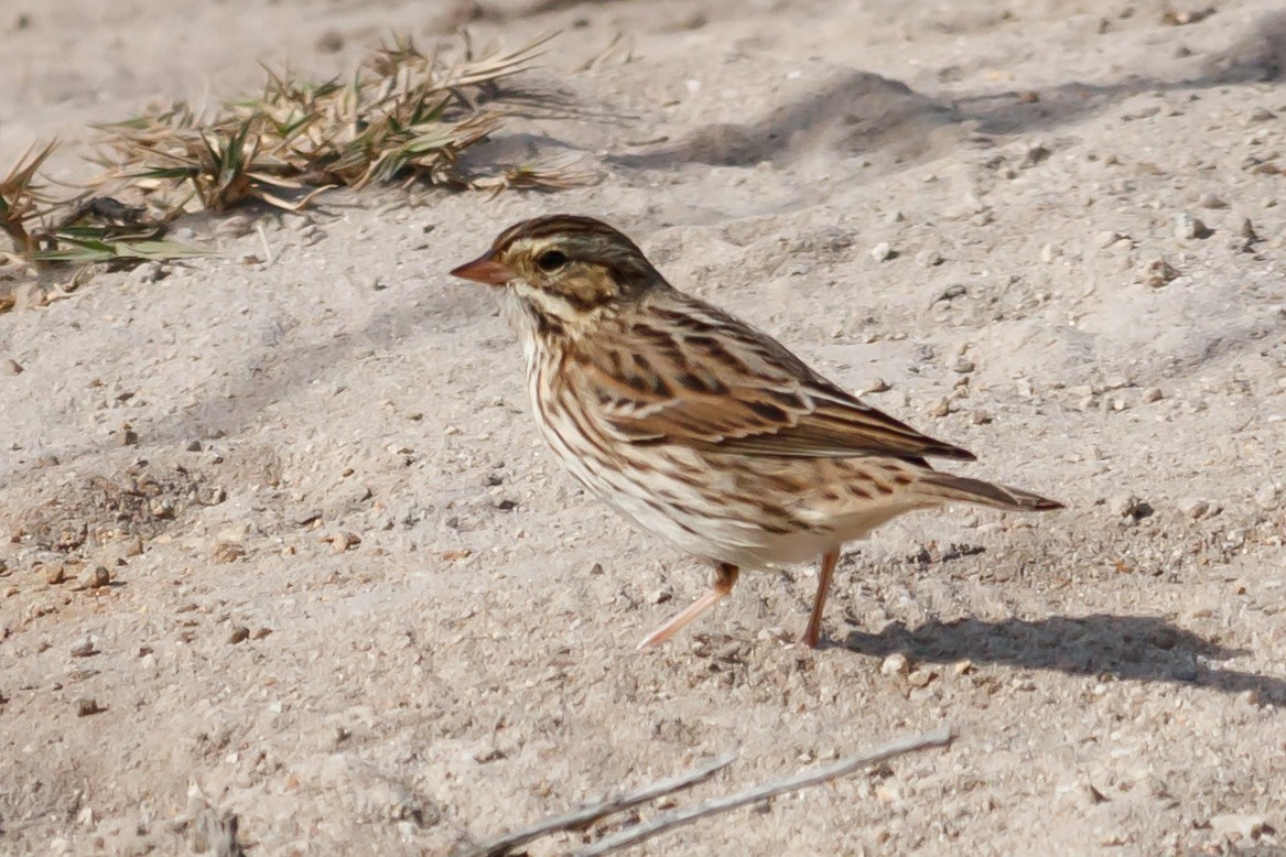 Savannah Sparrow (Savannah) - ML181788491