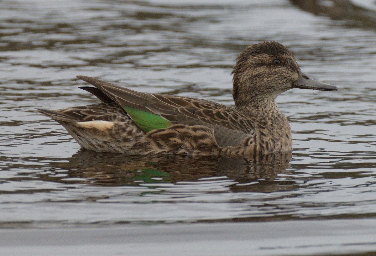 Green-winged Teal - ML181790071
