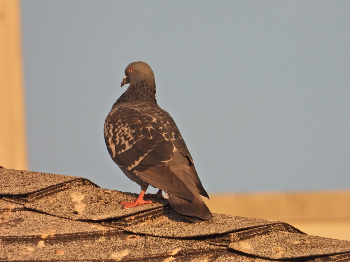 Pigeon biset (forme domestique) - ML181792881