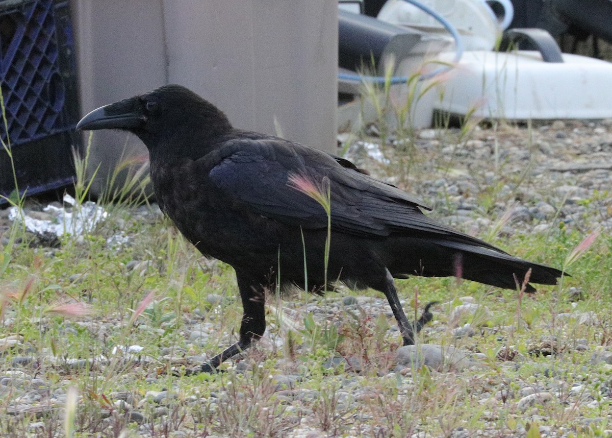 Common Raven - ML181796851