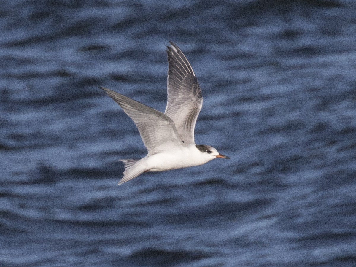 Common Tern - Bob Martinka