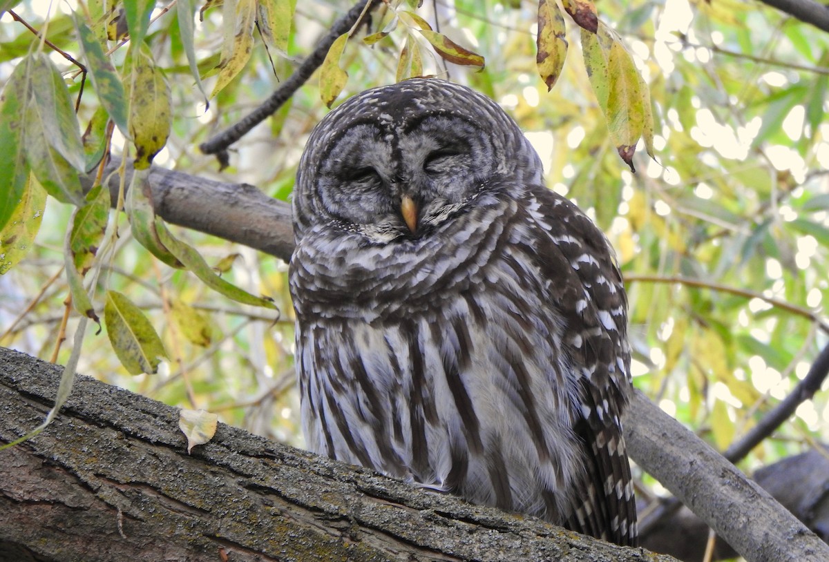 Barred Owl - Kalin Ocaña