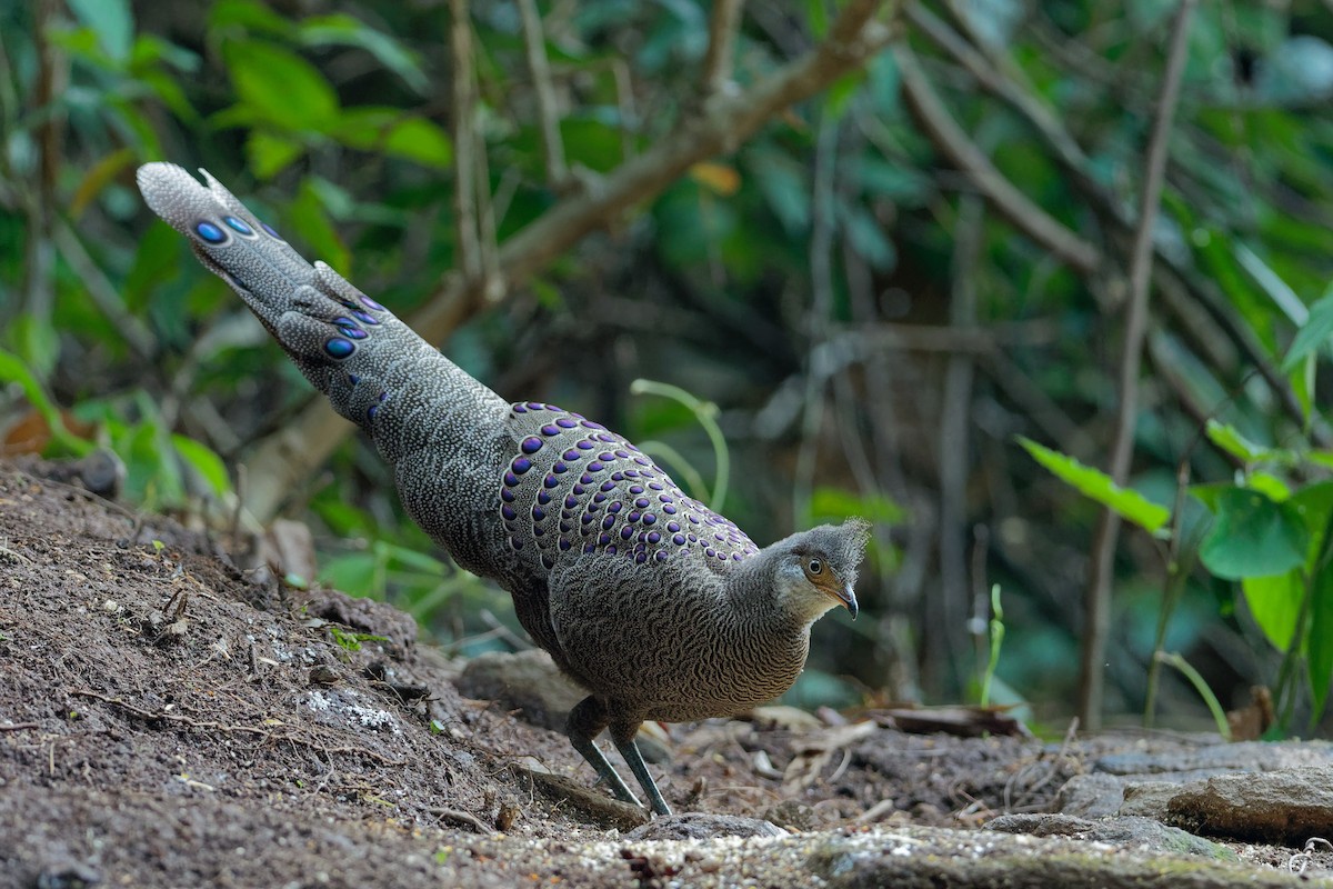 Gray Peacock-Pheasant - ML181801071
