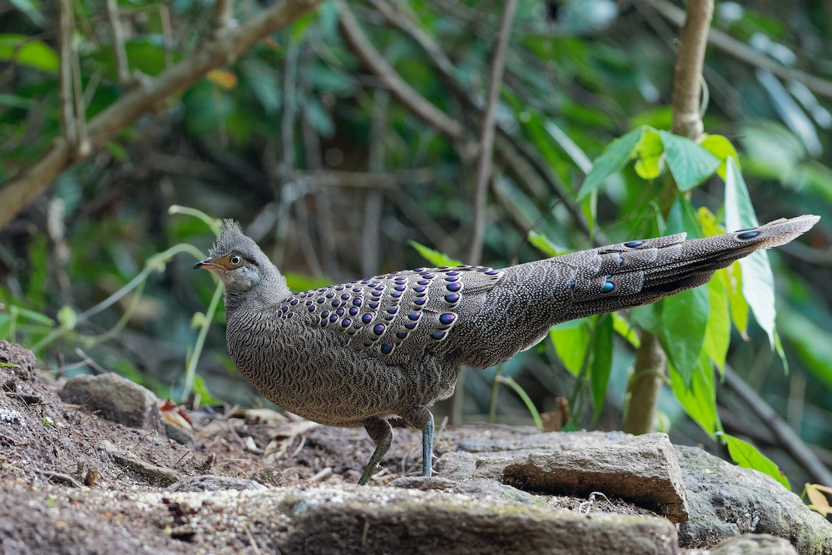 Gray Peacock-Pheasant - ML181801091