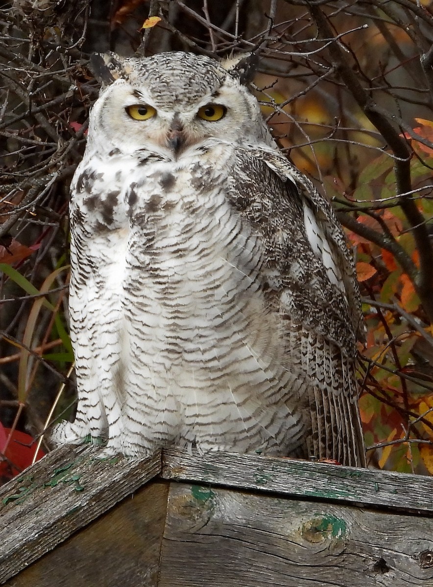 Great Horned Owl - ML181802061
