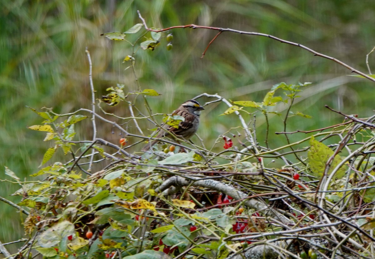 White-throated Sparrow - ML181803021
