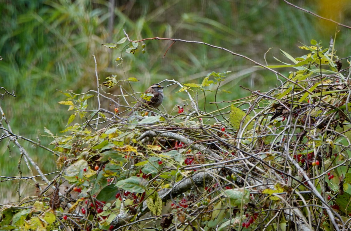 White-throated Sparrow - ML181803041