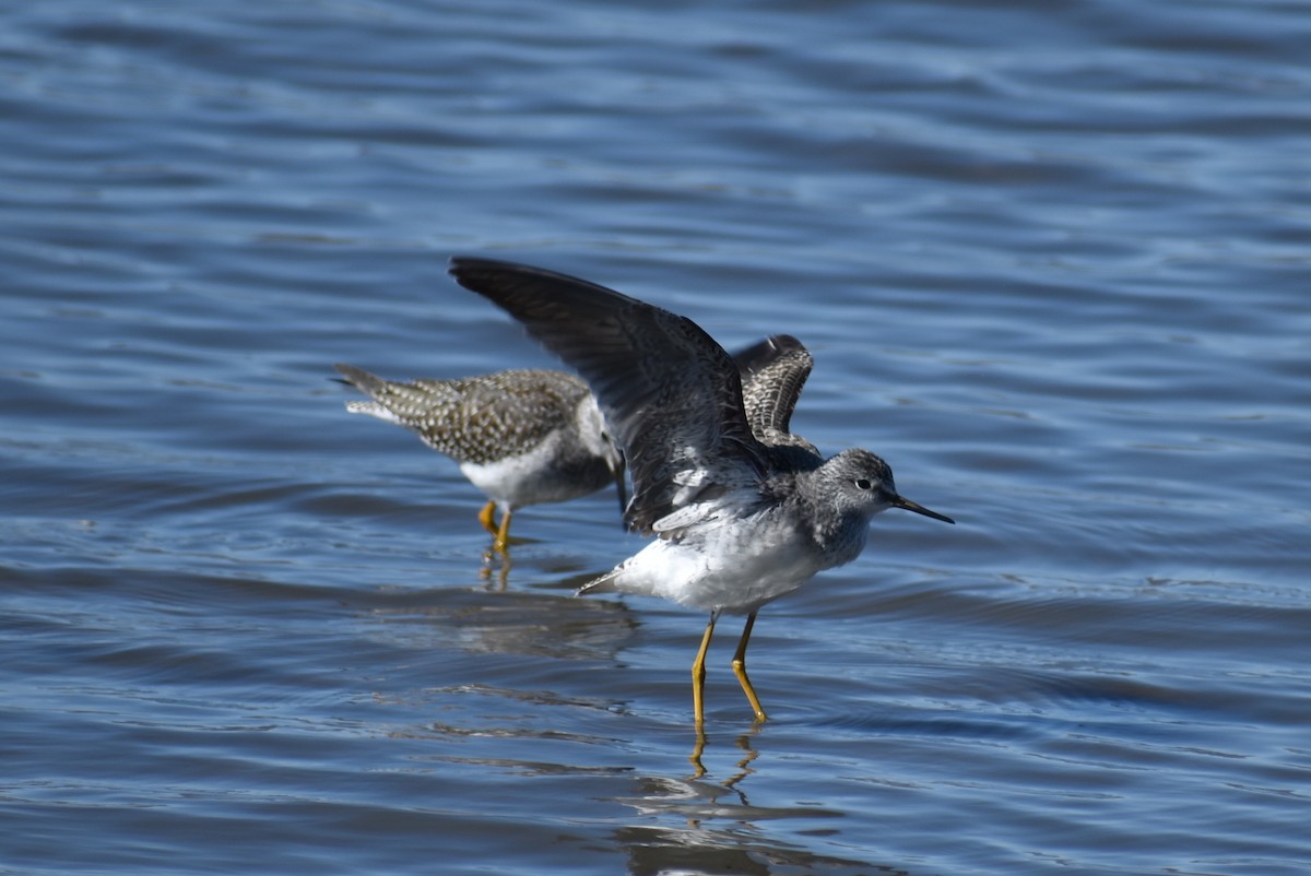 Greater Yellowlegs - Claire H