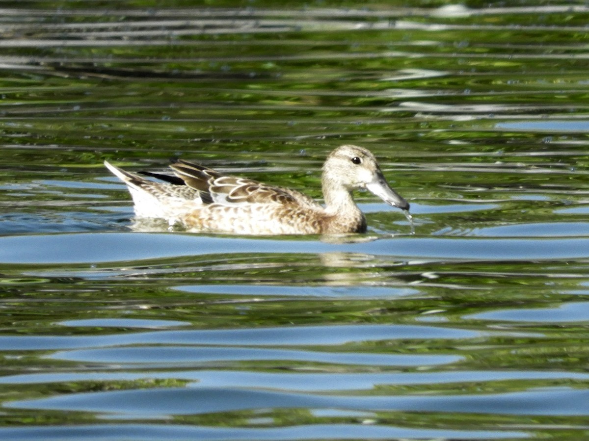 Blue-winged Teal - ML181806351