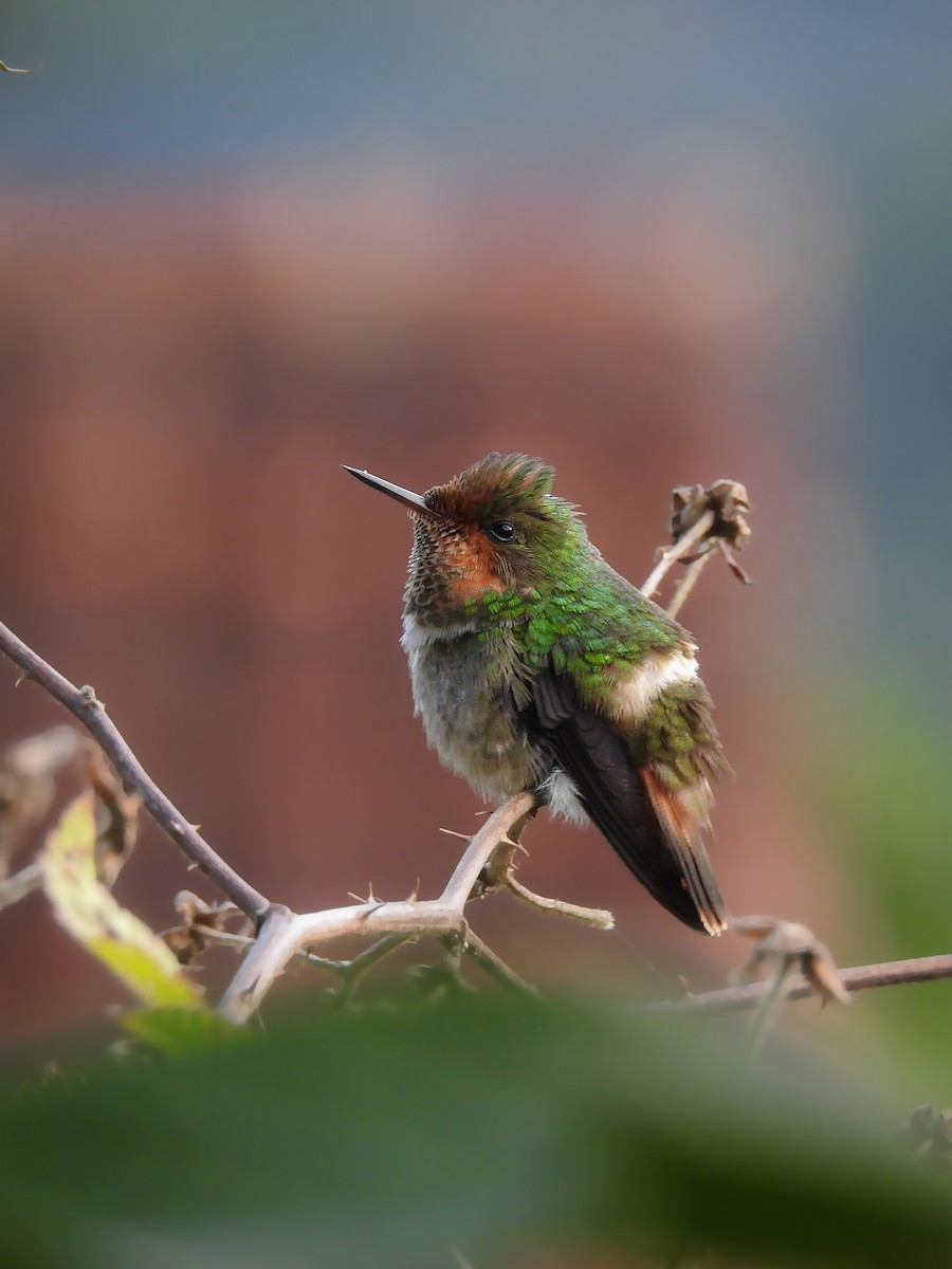 Frilled Coquette - ML181809871
