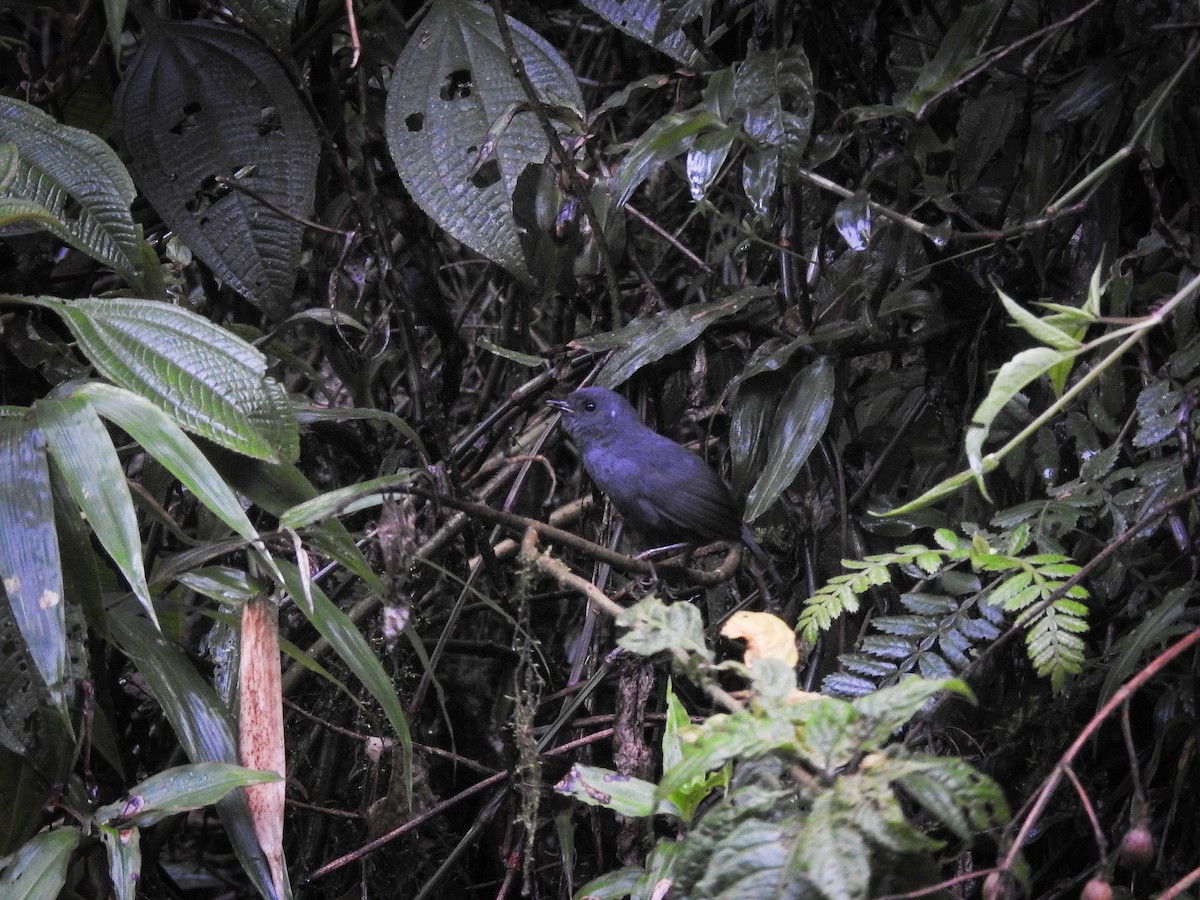 Mouse-colored Tapaculo - ML181811081