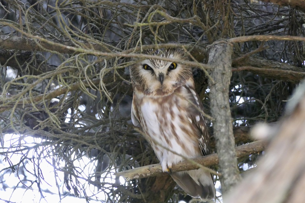 Northern Saw-whet Owl - Derek Lecy
