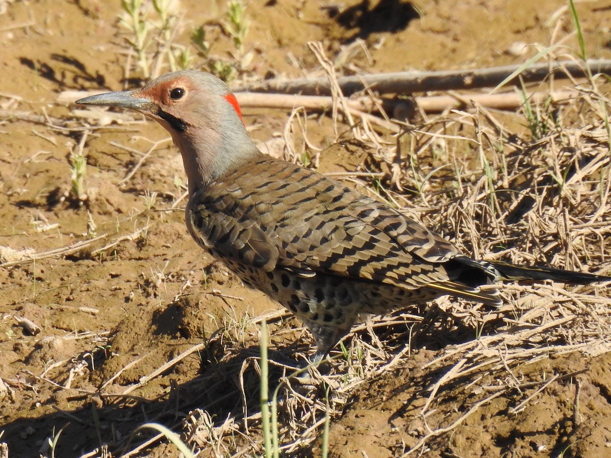 Northern Flicker (Yellow-shafted) - ML181813281