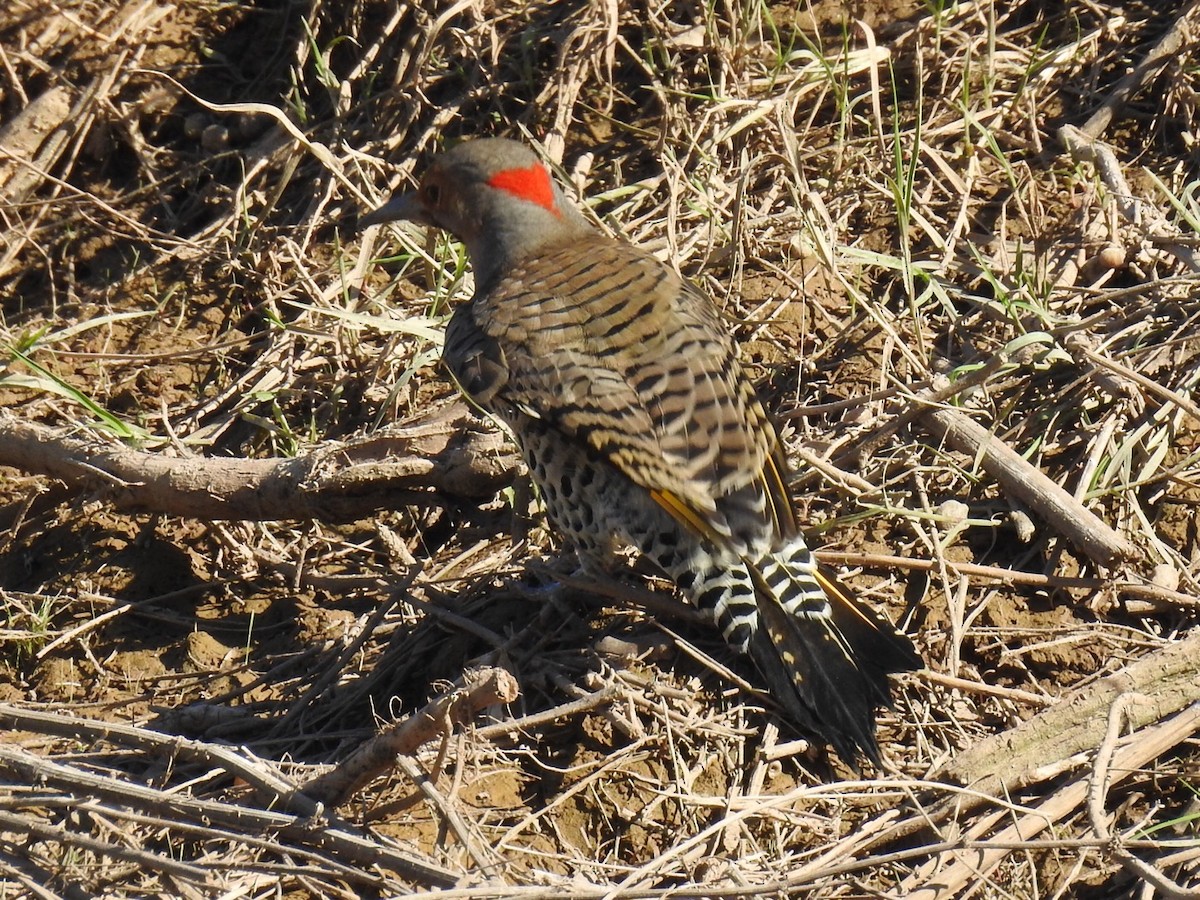 Northern Flicker (Yellow-shafted) - ML181813301