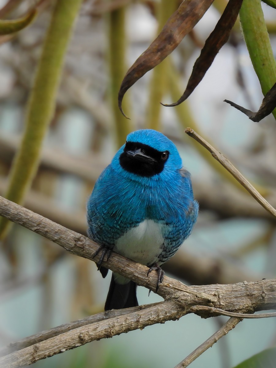 Swallow Tanager - Valeria  Martins