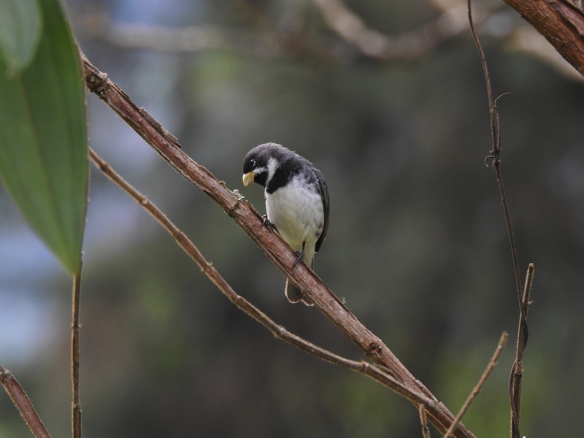 Double-collared Seedeater - ML181816581