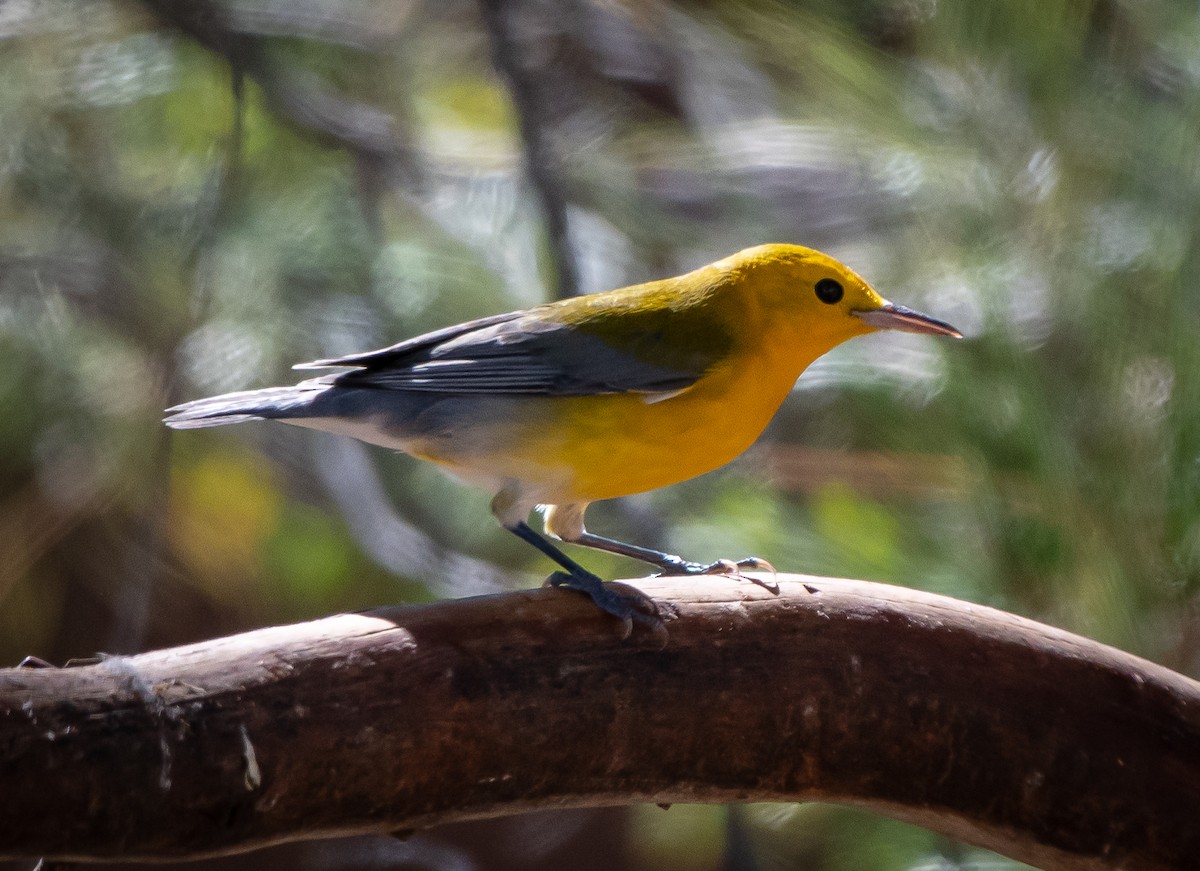 Prothonotary Warbler - ML181819261