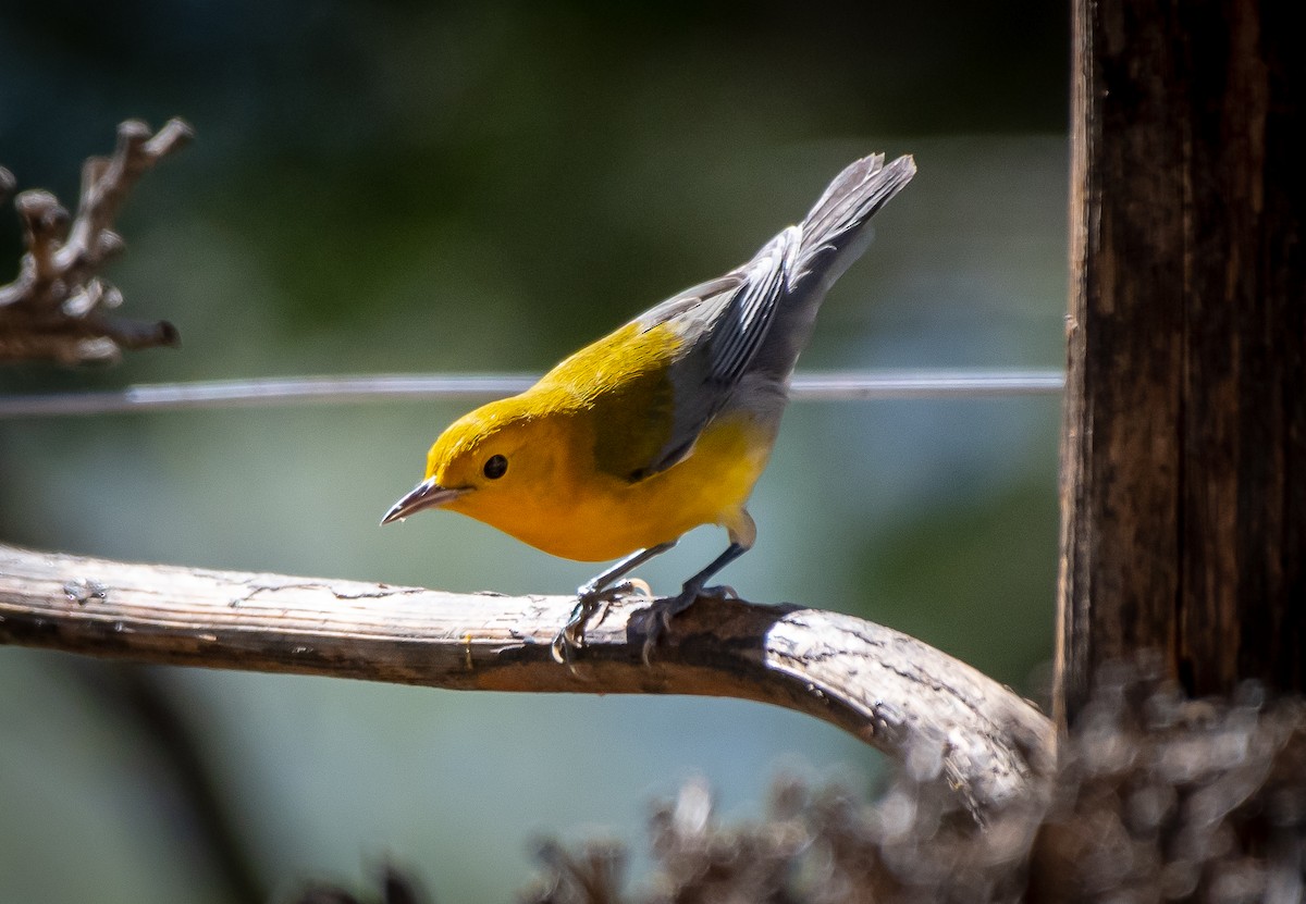 Prothonotary Warbler - Mary McSparen