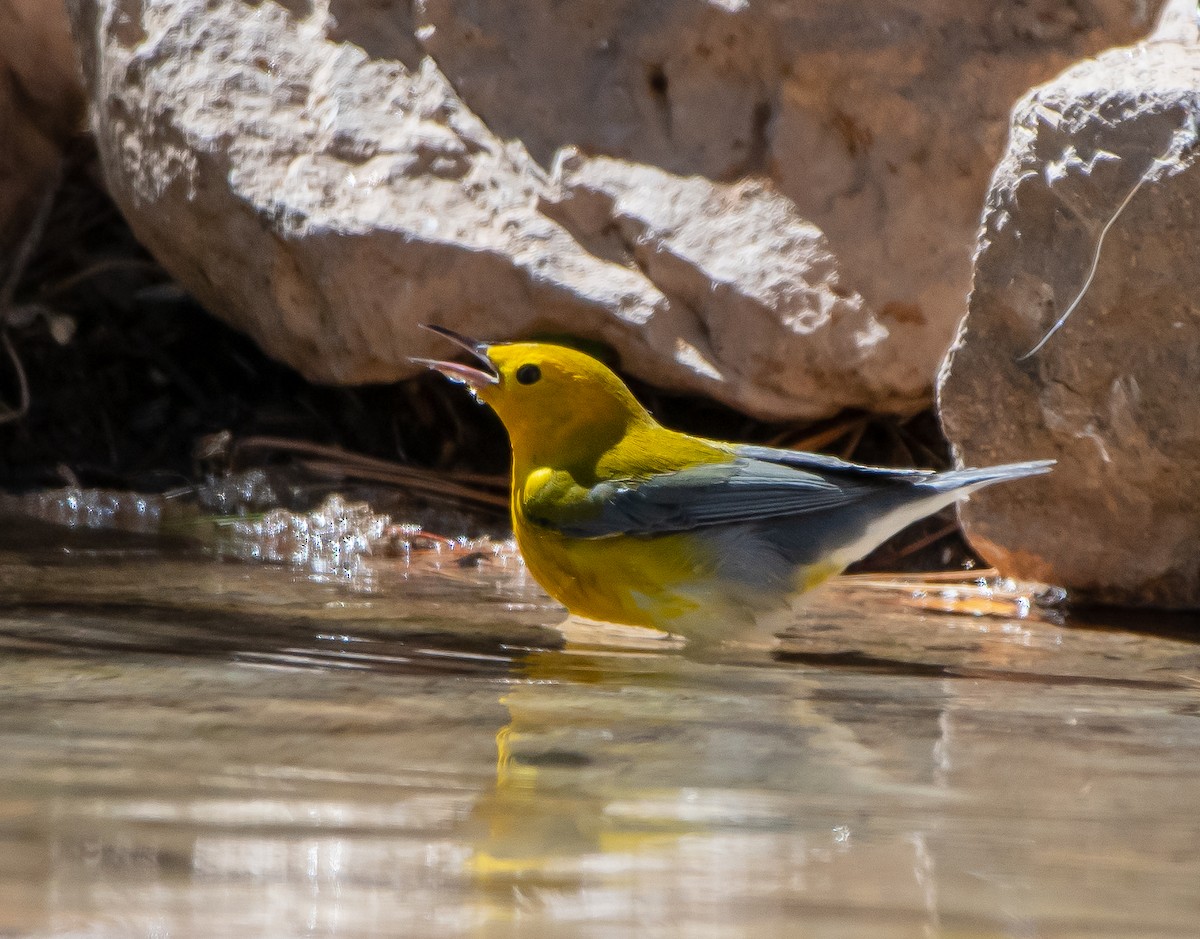 Prothonotary Warbler - ML181819341