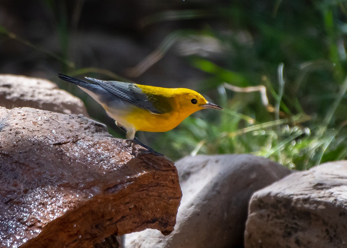 Prothonotary Warbler - ML181819371
