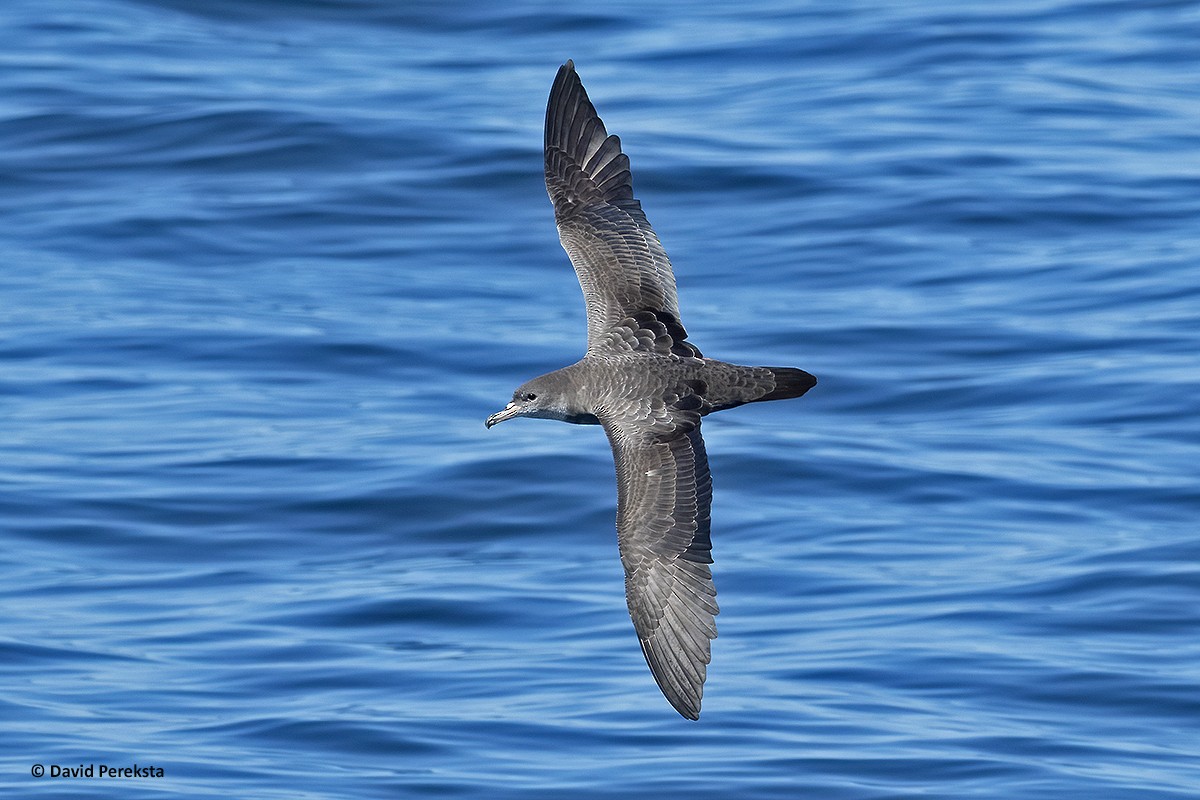Pink-footed Shearwater - ML181819441