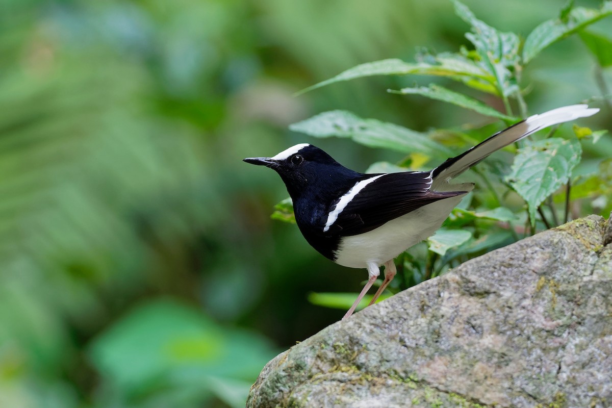 White-crowned Forktail - ML181823071