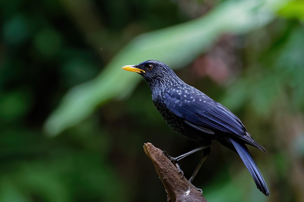 Blue Whistling-Thrush (Yellow-billed) - Vincent Wang