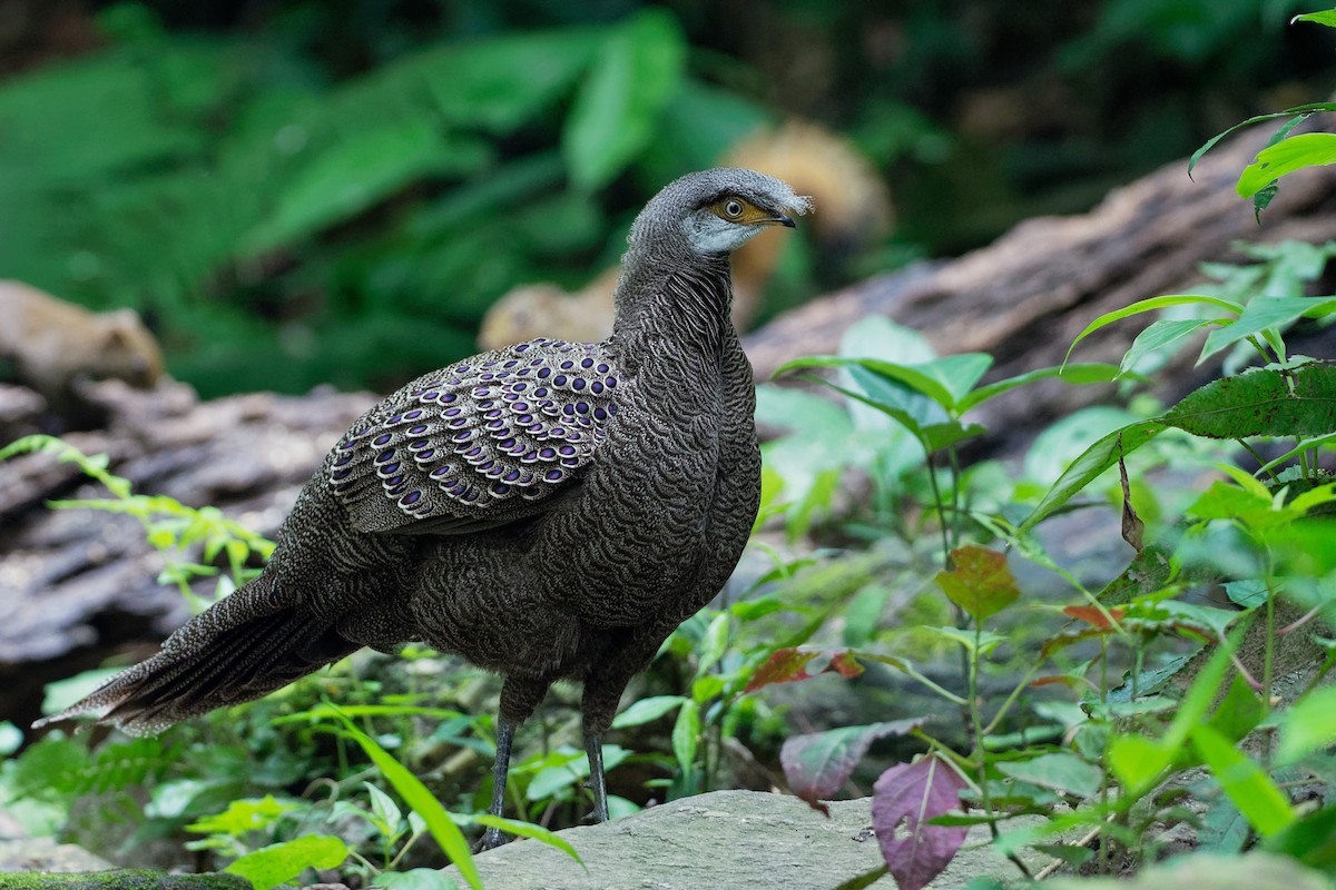 Gray Peacock-Pheasant - ML181824711