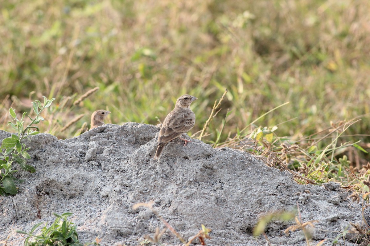 Ashy-crowned Sparrow-Lark - Prathamesh Desai