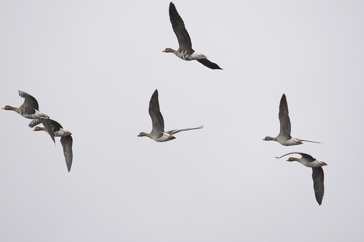 Greater White-fronted Goose - ML181837711
