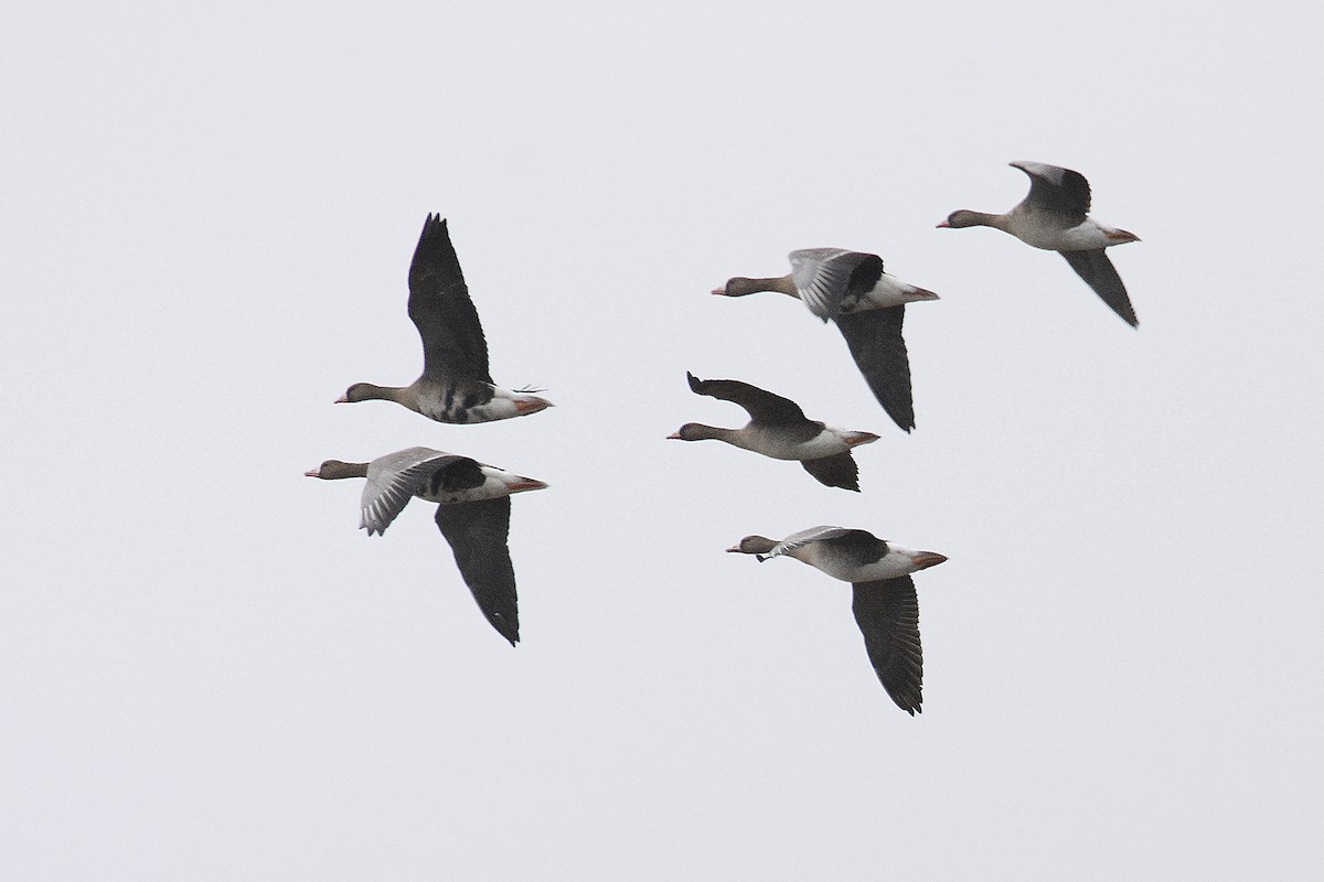 Greater White-fronted Goose - Miguel Rouco