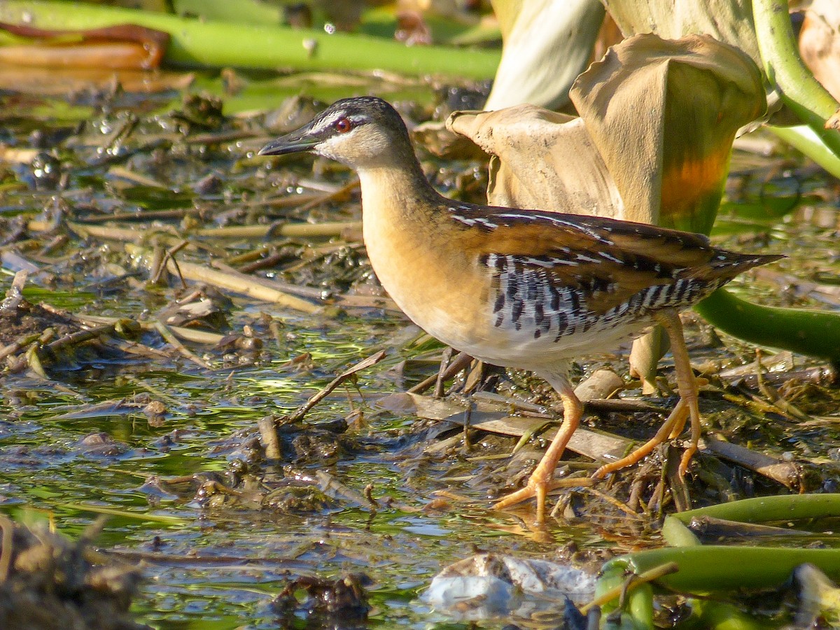 Yellow-breasted Crake - André Adeodato - Aves de Sobral