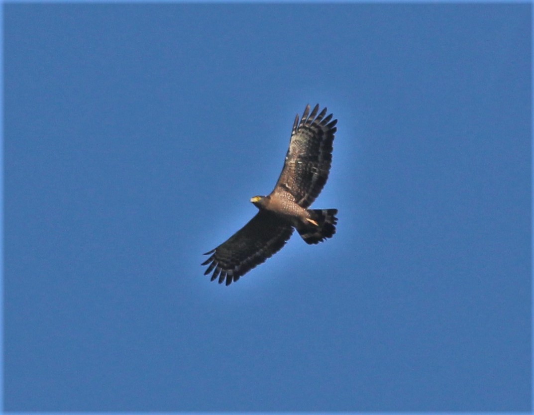 Crested Serpent-Eagle - ML181843131