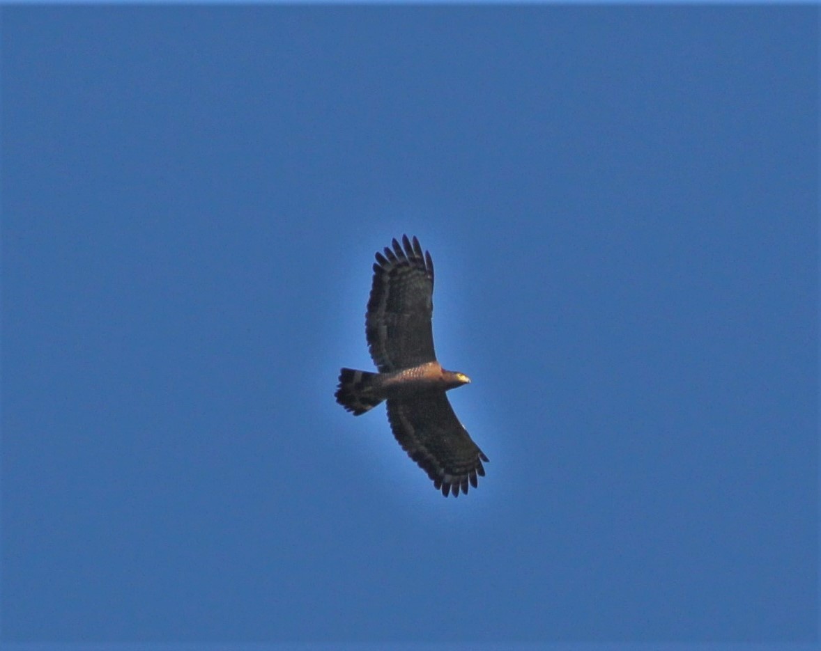 Crested Serpent-Eagle - ML181843151