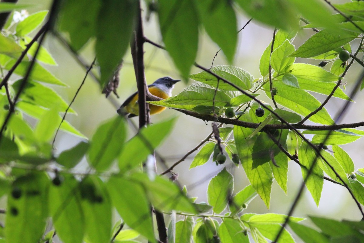 Orange-bellied Flowerpecker - ML181843361