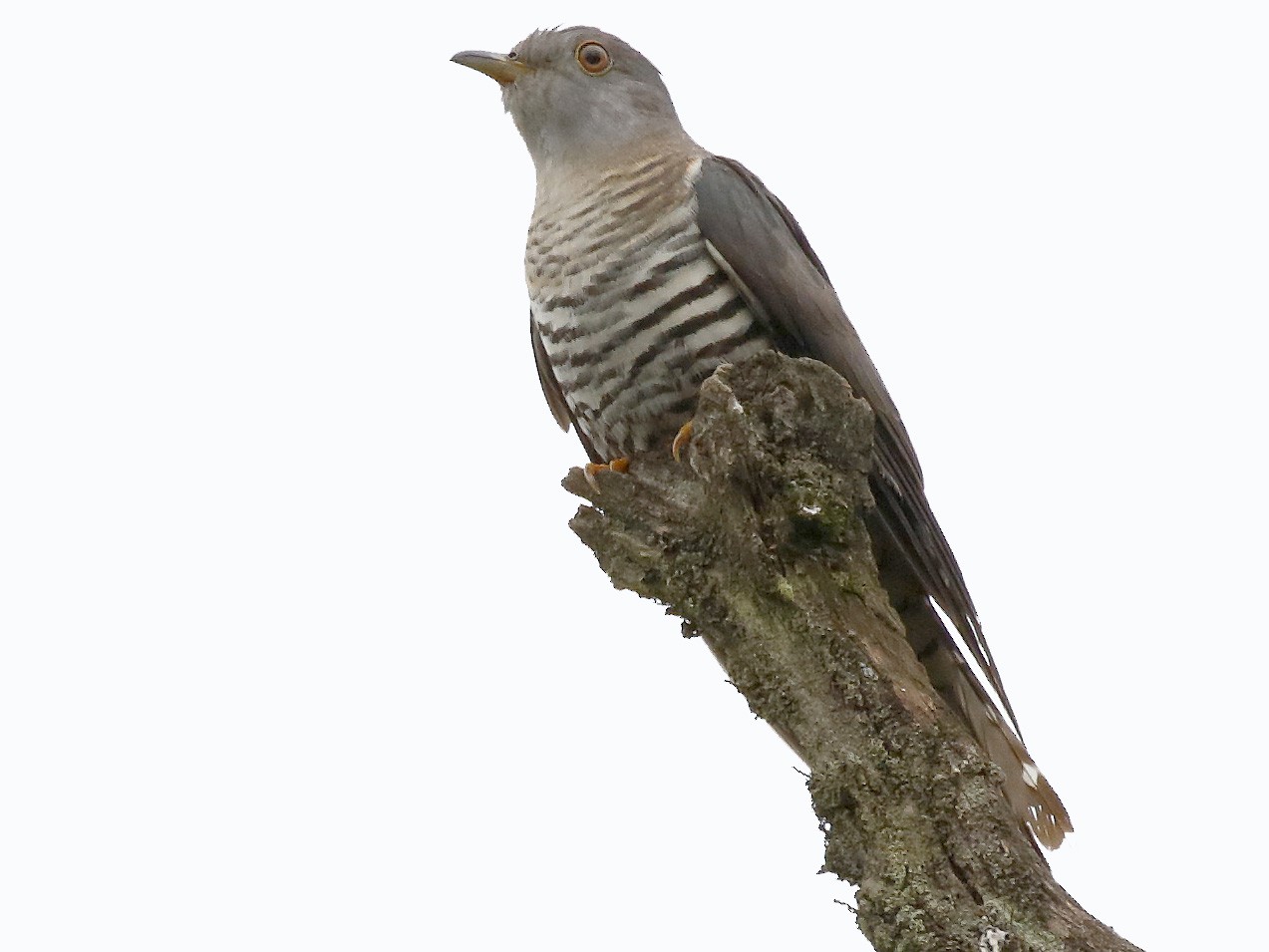 Lesser Cuckoo - Dave Curtis