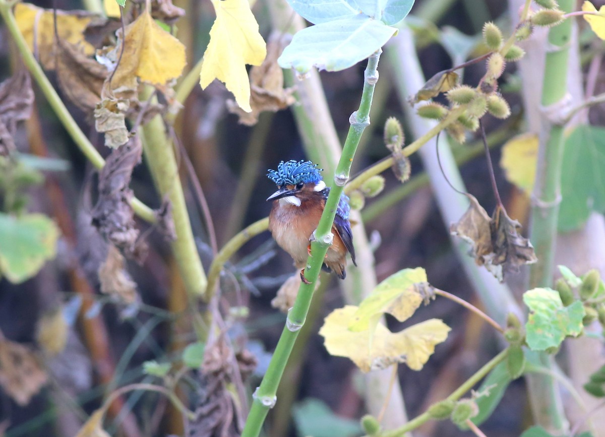Malachite Kingfisher - Fikret Ataşalan