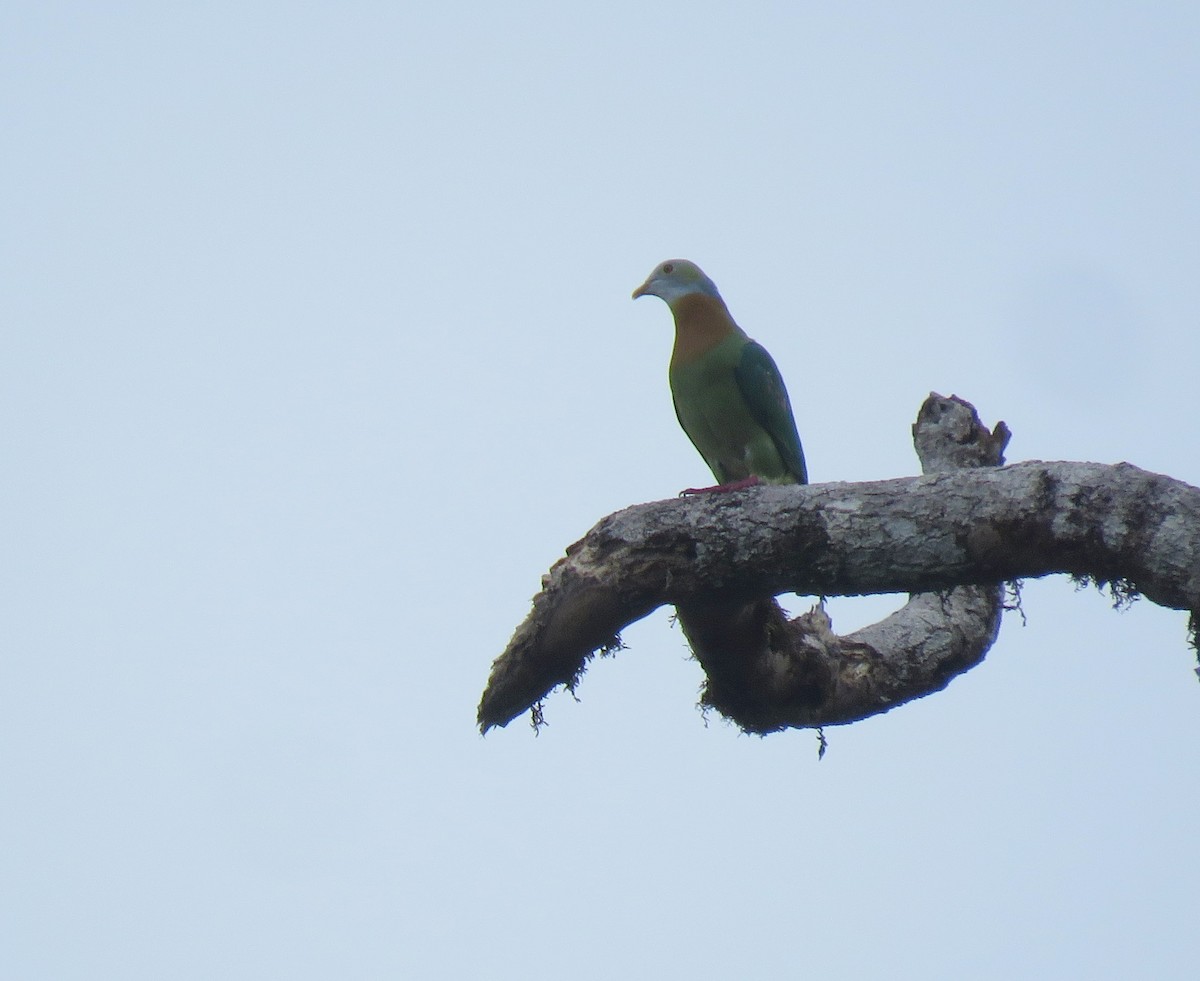 Pink-spotted Fruit-Dove - ML181847241