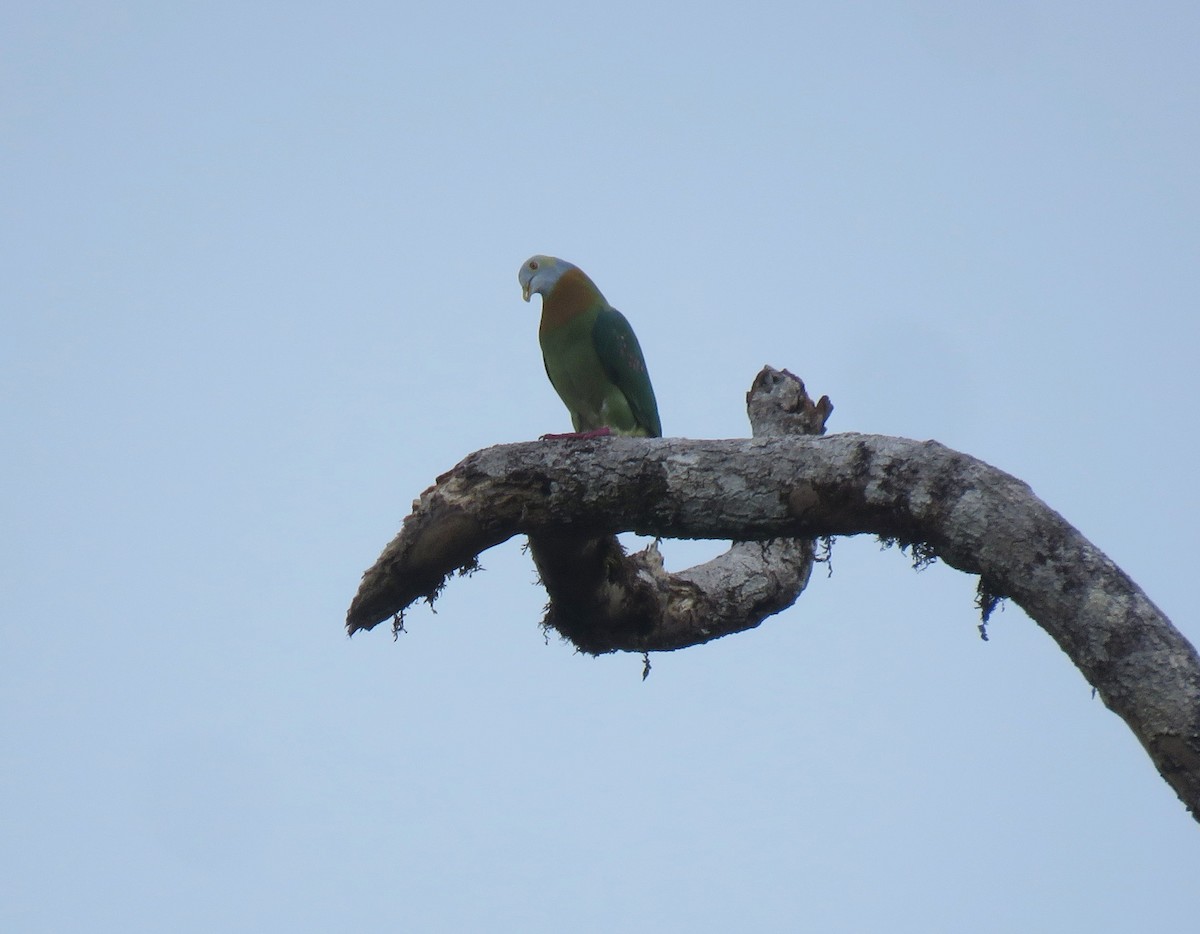 Pink-spotted Fruit-Dove - ML181847251